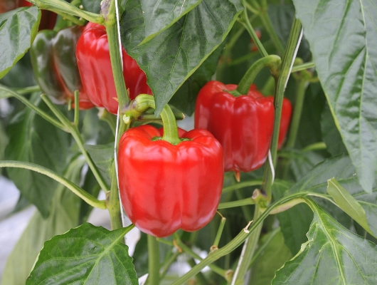 宮城県産 パプリカドレッシング カラダフル（赤・黄） - FUJISAKI online