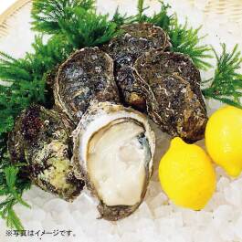 山形県庄内浜産 天然岩ガキ 8個入