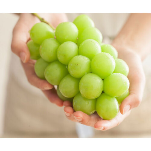 〈長野県 岡木農園〉露地栽培シャインマスカット