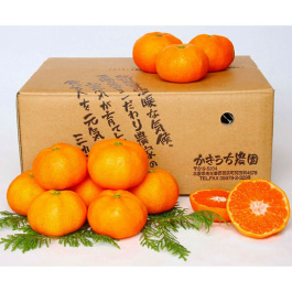 温州みかん（晩生）