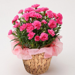生花　カーネーション ピンク