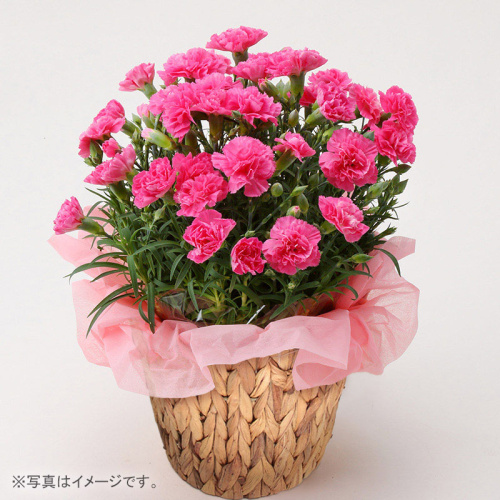 生花　カーネーション ピンク