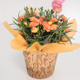 生花　カーネーション オレンジ