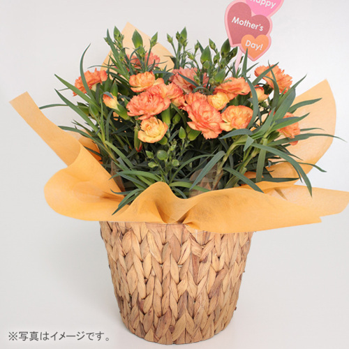 生花　カーネーション オレンジ