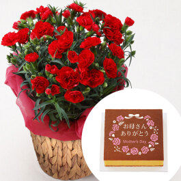 カーネーション(赤)＆「銀座文明堂」母の日カステラ特1号