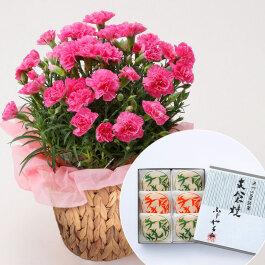 カーネーション(ピンク)＆「ふじや千舟」支倉焼6個入
