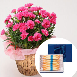 カーネーション(ピンク)＆「ヨックモック」シガール14本入