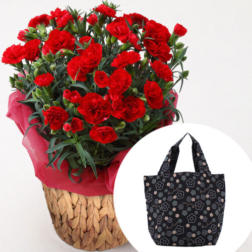 カーネーション(赤)＆「マリークワント」エコバッグ