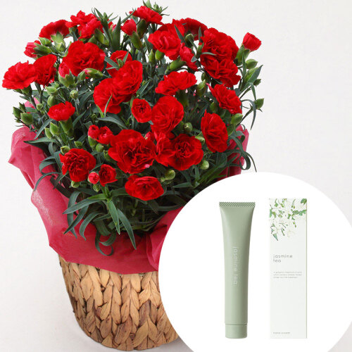 カーネーション(赤)＆「生活の木」ハンドクリーム